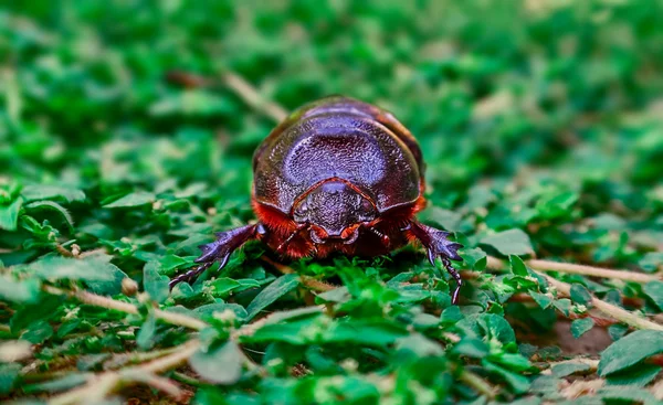 Vrouwelijke rhinoceros beetle — Stockfoto