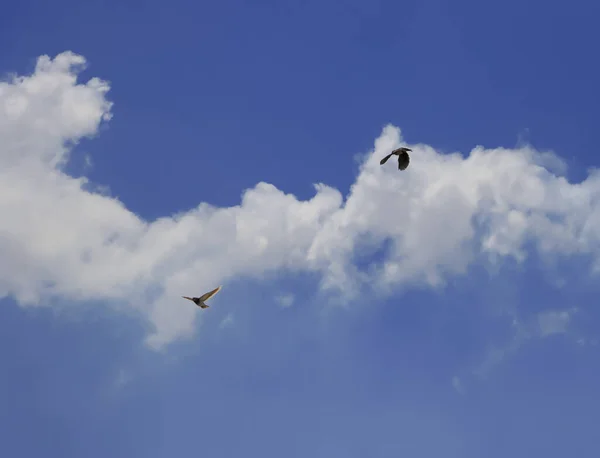 Beautiful Blue Sky White Clouds Two Birds Flying Sky Selective — Stock Photo, Image