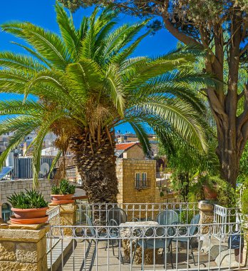 palmiye ağacı altında