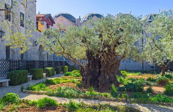 Τα παλιά ελαιόδεντρα — Φωτογραφία Αρχείου