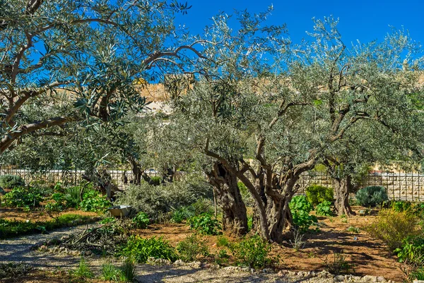 The old olive garden — Stock Photo, Image