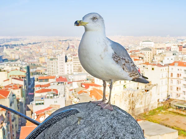 The herring gull — Stock Photo, Image