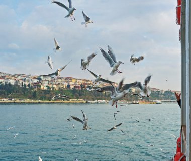 Martılar yiyecek bir şeyler sormak