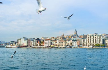 Istanbul'da martılar