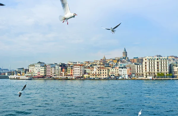 The gulls in Istanbul — Stock Photo, Image