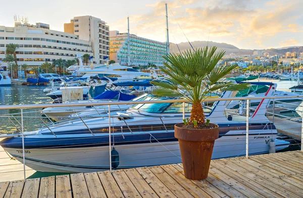 The palm in pot — Stock Photo, Image