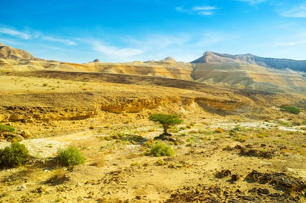 As árvores no deserto — Fotografia de Stock