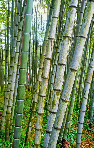 En el bosque de bambú —  Fotos de Stock