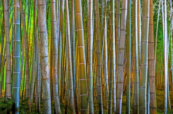 Este a bambusz grove — Stock Fotó