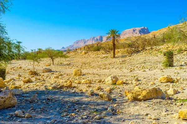 En el desierto de Judea —  Fotos de Stock