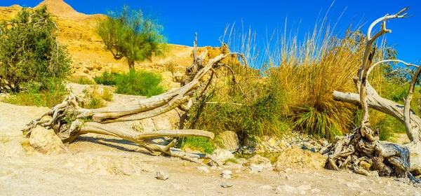 De gebroken boom in de woestijn — Stockfoto