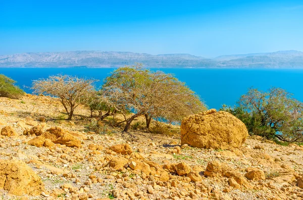 The deset view with the trees — Stock Photo, Image