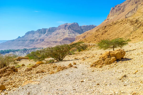 Descoberta do deserto da Judeia — Fotografia de Stock