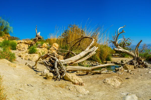 Relaxe no deserto — Fotografia de Stock