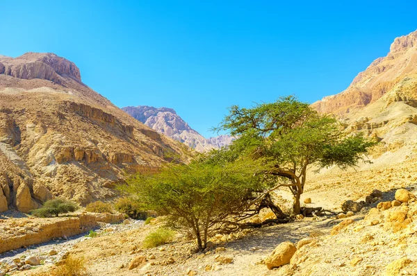 La vista del desierto con los árboles — Foto de Stock