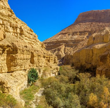 Çölde yeşil bahçe