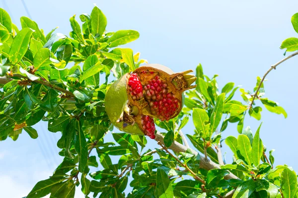 The ripe pomegranate — Stock Photo, Image