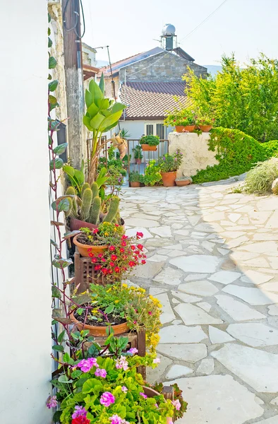 The scenic flowers in pots — Stock Photo, Image