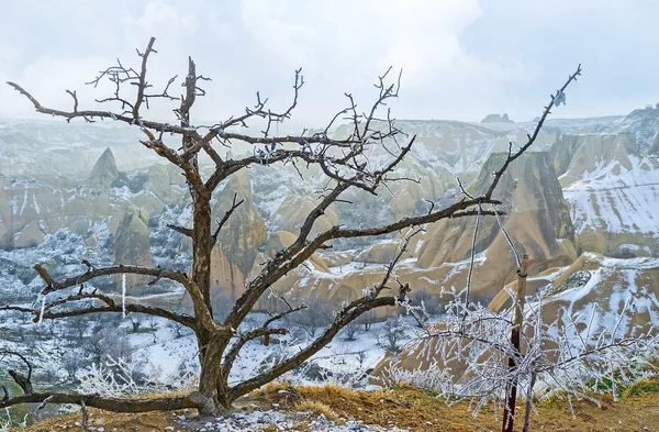 The old tree — Stock Photo, Image