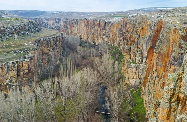 The forest in gorge — Stock Photo, Image