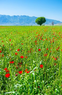 Çayır üzerinde piknik