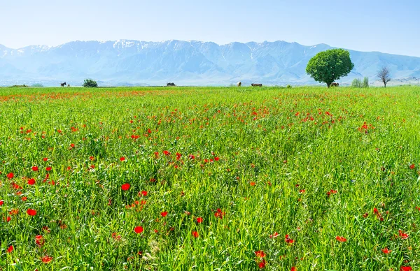 Las flores rojas en el prado — Foto de Stock