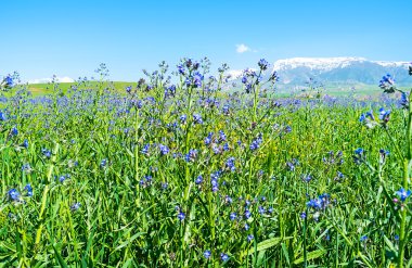 Sığırdili çiçekler