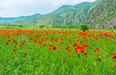 Gürcistan'daki kır çiçekleri