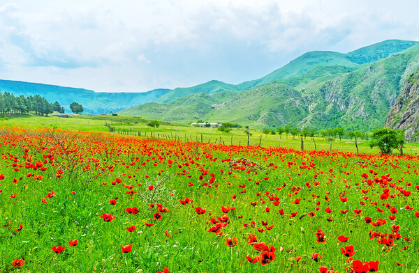 The red poppy