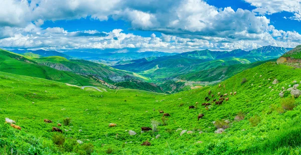 O rebanho de vacas nas montanhas — Fotografia de Stock