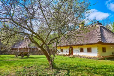 Mamajeva Sloboda Kazak Köyü 'ndeki bahar yürüyüşünün tadını çıkarın. Yeşil çimenlik, yayılmış ağaç, ahşap araba ve hata evi, Kyiv, Ukrayna manzaralı.