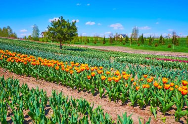 The tulip field with green plants, buds and blooming flowers of different colors, Dobropark arboretum, Kyiv Region, Ukraine