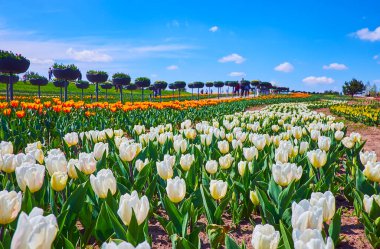 The Dobropark arboretum boasts large collection of different tulips, growing in the field and in small raised garden beds, Kyiv Region, Ukraine