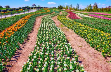 Enjoy the sunny day amid the colorful flowers in the tulip field, Dobropark arboretum, Kyiv Region, Ukraine