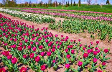 The tulip field amazes with its bright colors of blooming flowers, Dobropark arboretum, Kyiv region, Ukraine