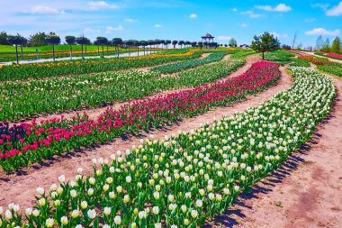 Watch the colorful rows of blooming tulips ofdifferent species in the field of Dobropark arboretum, Kyiv region, Ukraine