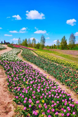 The scenic winding rows of bright colored blooming tulips in the field of Dobropark arboretum, Kyiv region, Ukraine