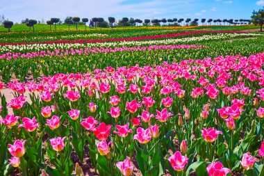The bright pink tulips in front of different colored flowers in a tulip field of Dobropark arboretum, Kyiv region, Ukraine
