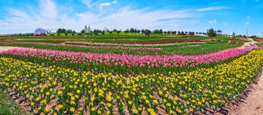 Panorama of the tulip field with colorful blooming flowers on a sunny day, Dobropark arboretum, Kyiv region, Ukraine