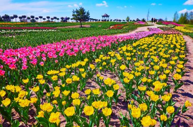 The spring trip to the blooming tulip field of Dobropark arboretum, Kyiv region, Ukraine