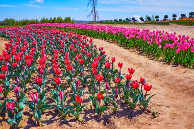 Enjoy the bright and vivid spring colors in the blooming tulips field, Dobropark arboretum, Kyiv region, Ukraine