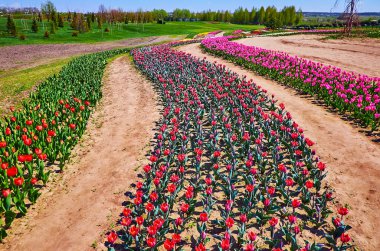 The rows of tulips of different color are separated with narrow walking alleys for the visitors of the field, Dobropark arboretum, Kyiv region, Ukraine