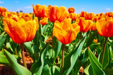 The close-up view of bright orange-red tulips in the field, Dobropark arboretum, Kyiv Region, Ukraine