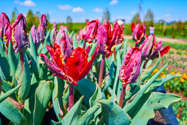 живописные ярко-красные почки и цветы тюльпанов попугаев в дендрарии Добропарка, Киевская область, Украина