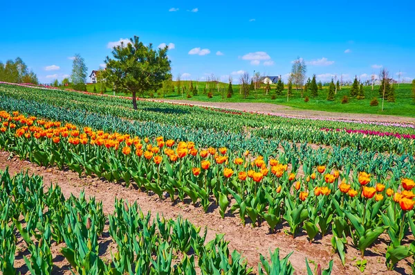 Das Tulpenfeld Mit Grünen Pflanzen Knospen Und Blühenden Blumen Verschiedenen — Stockfoto
