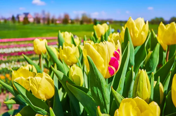 Die Nahaufnahme Der Gelben Tulpenknospen Dobropark Arboretum Kyiv Region Ukraine — Stockfoto