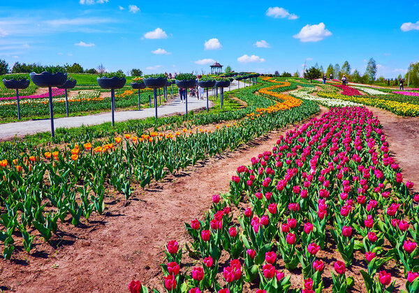 The rows of blooming colorful tulips of different species in Dobropark arboretum, Kyiv Region, Ukraine