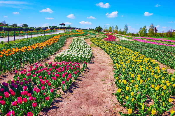 The colorful tulip field with winding alleys and scenic flowers, Dobropark arboretum, Kyiv Region, Ukraine