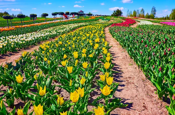 Geniet Van Lente Tulp Bloei Het Gebied Van Dobropark Arboretum — Stockfoto