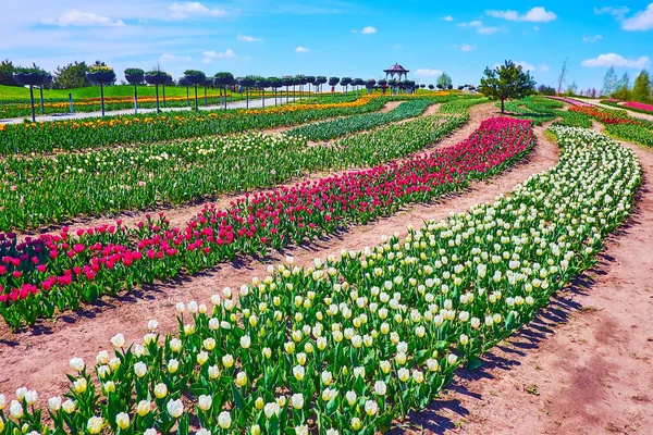 Bekijk Kleurrijke Rijen Bloeiende Tulpen Van Verschillende Soorten Het Gebied — Stockfoto